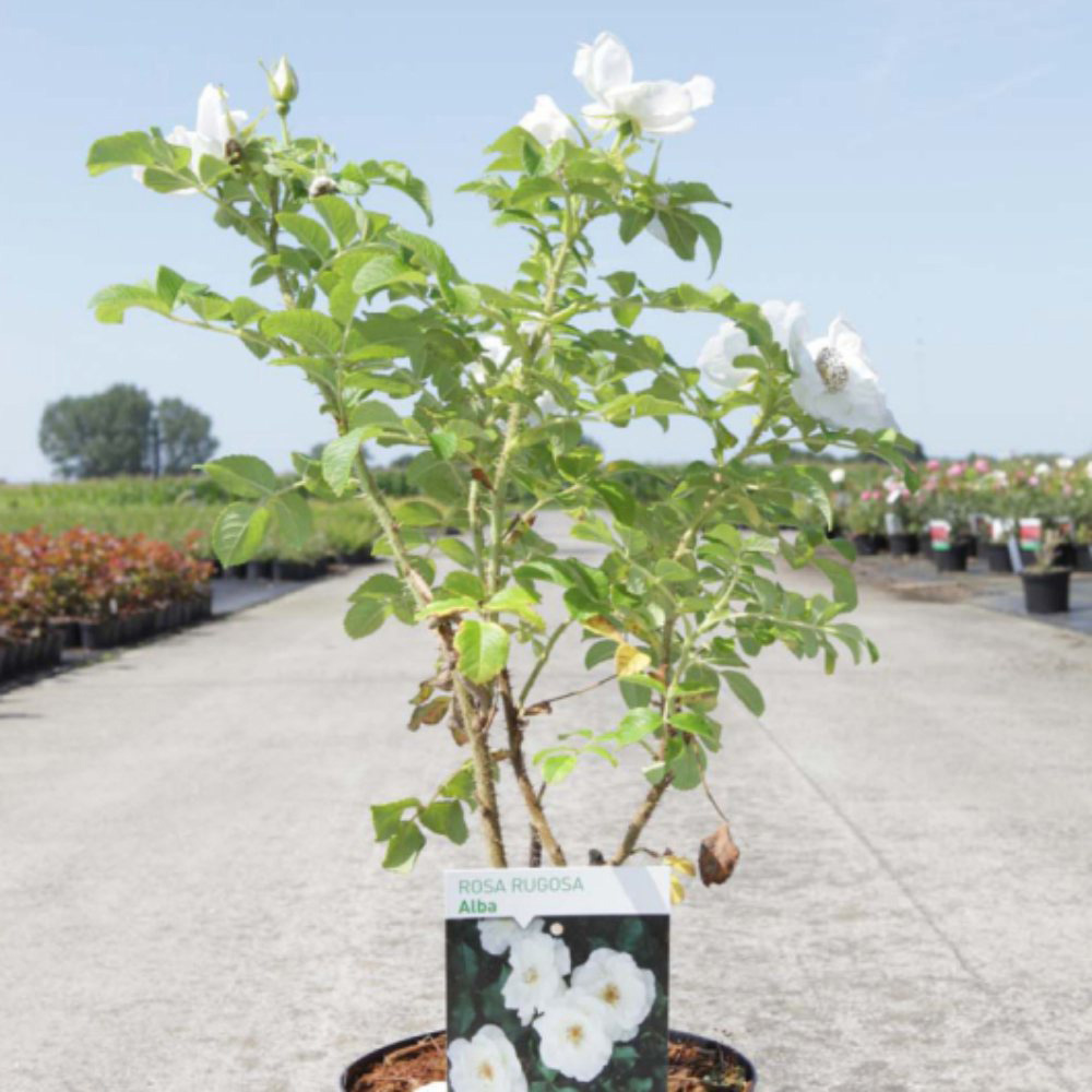 Thompson and Morgan Rose Rugosa Alba Plant Pot 3.6L Image 2