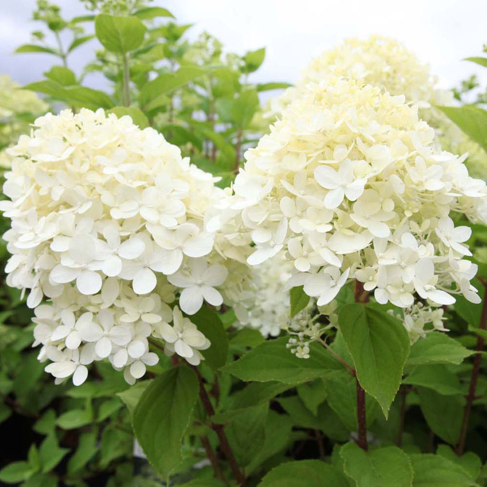 Thompson and Morgan Hydrangea Paniculata Limelight Plant Pot 9cm 2 Pack Image 1