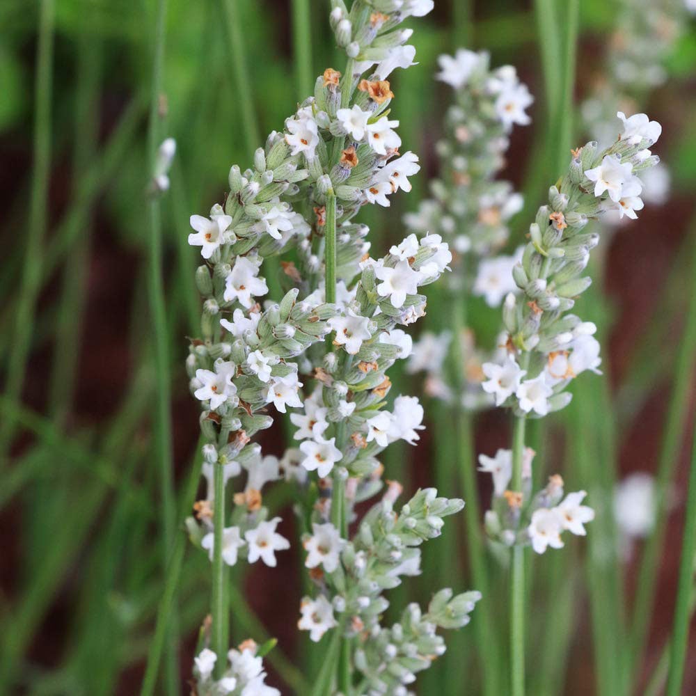 Thompson and Morgan Lavandula Lavender Angustifolia Arctic Snow Plant Pot 9cm 3 Pack Image 1