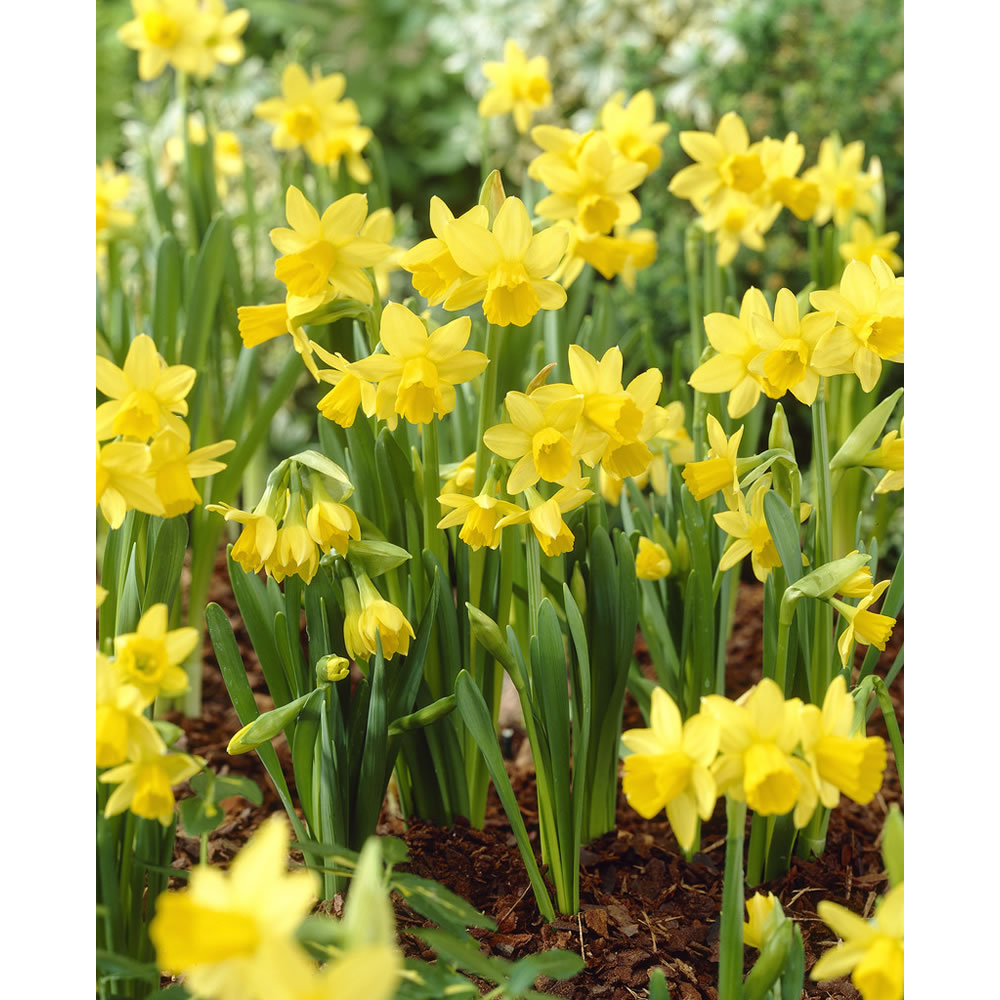 Wilko Bulbs Daffodil Yellow 5kg Image