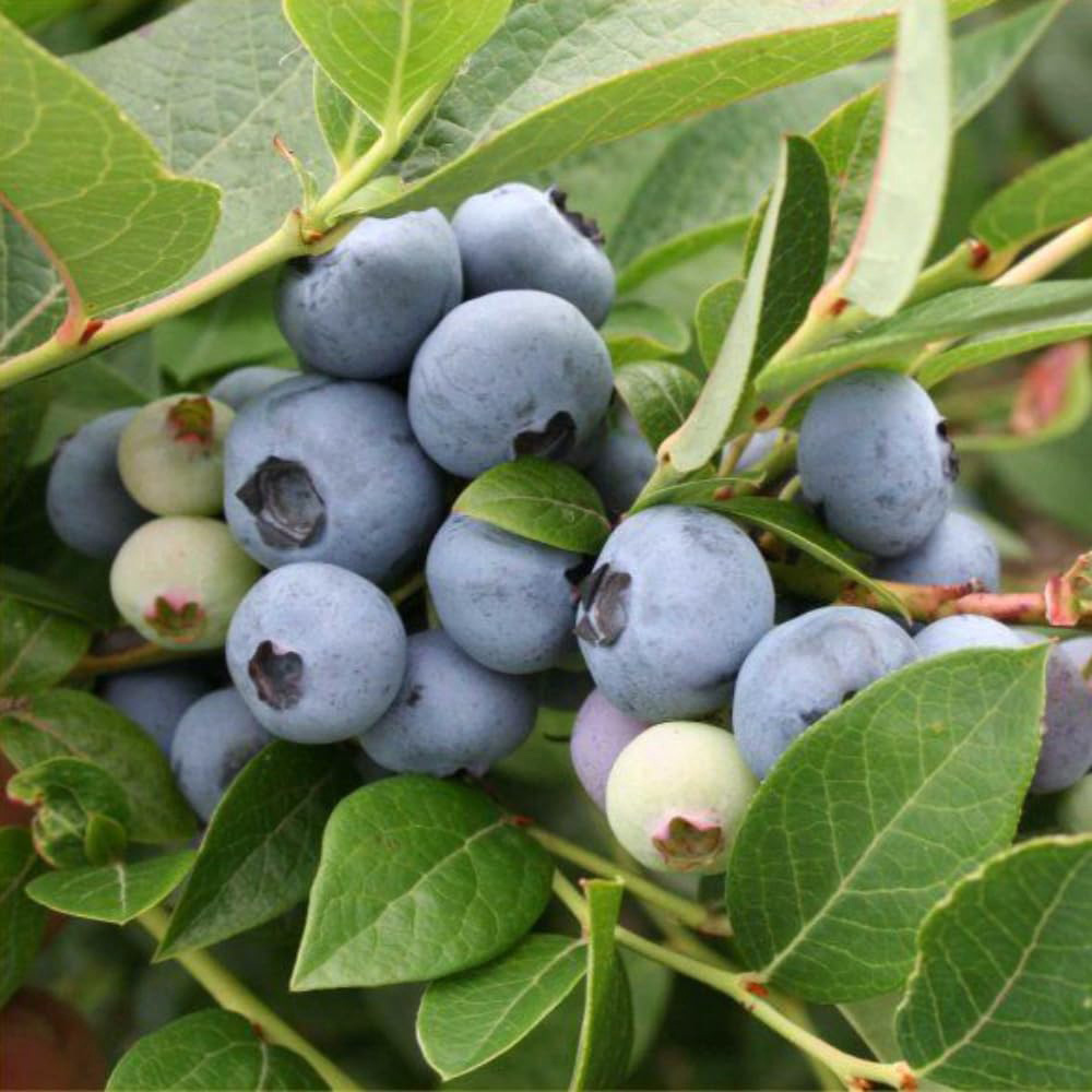 Thompson and Morgan Blueberry Vaccinium Brigitta Potted Plant 9cm Image 1