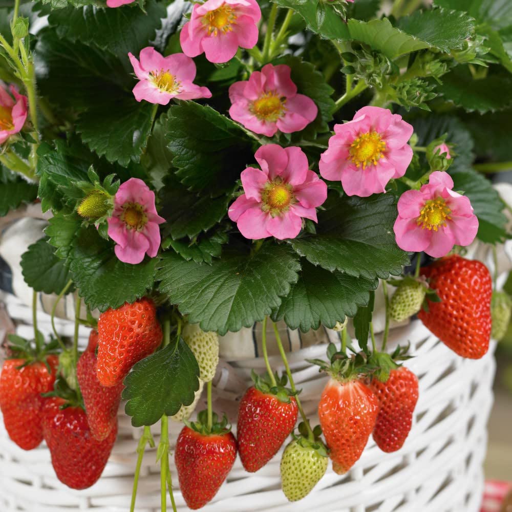 Thompson and Morgan Strawberry Fragaria Gasana Plant in Pot 9cm Image 1
