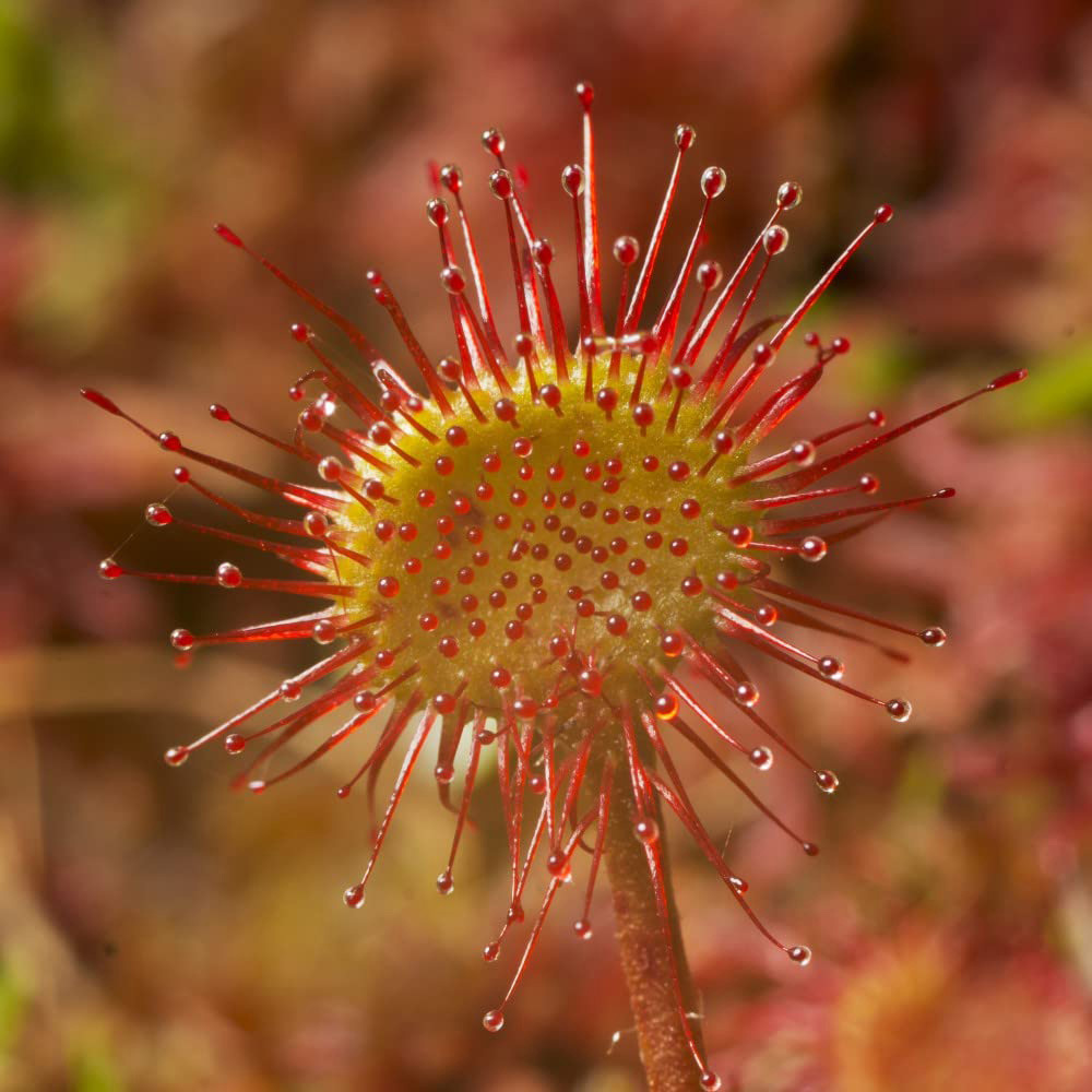 Thompson and Morgan Drosera Paradoxa Potted Plant 9cm Image 1