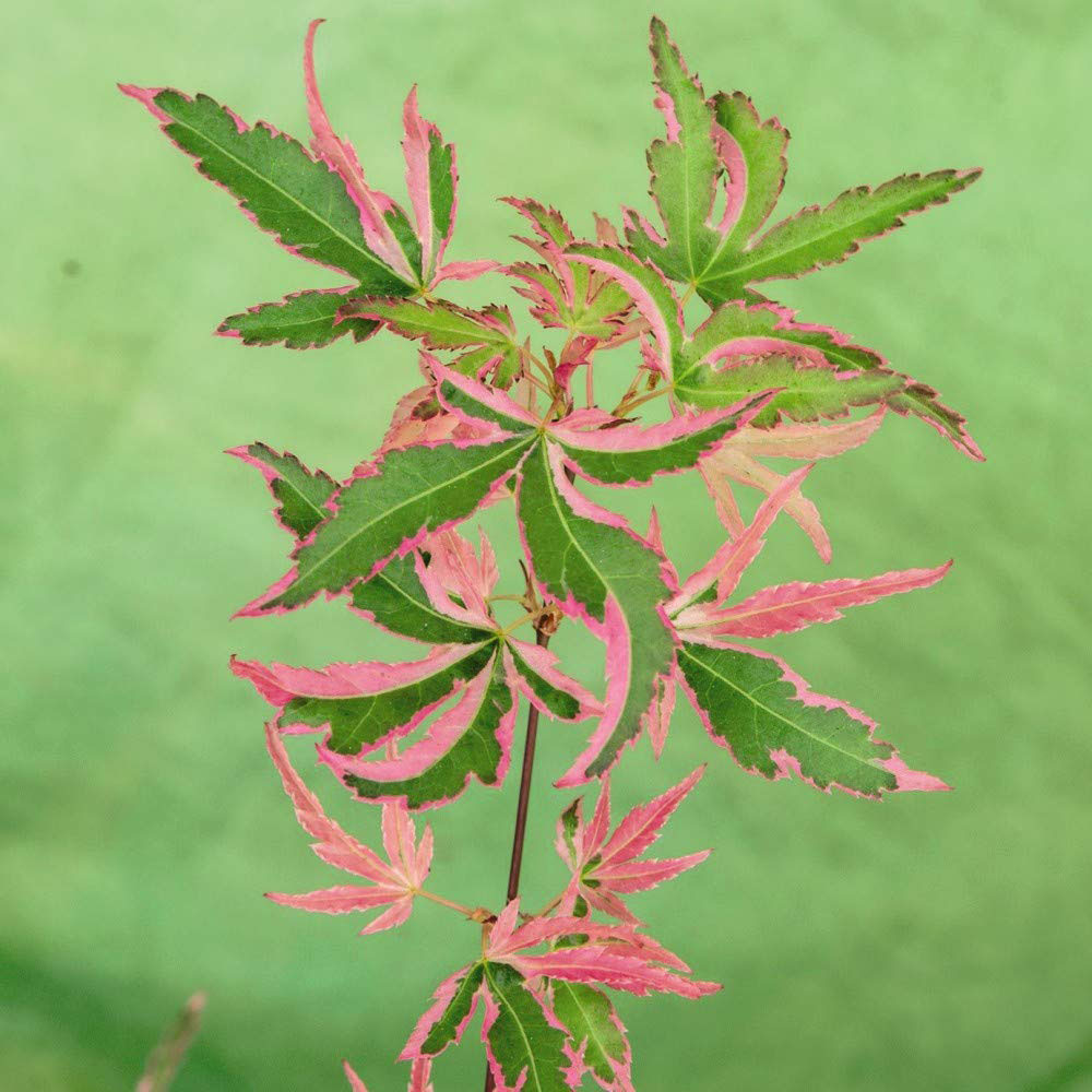 Thompson and Morgan Acer Japanese Jewel palmatum Taylor Plant Pot 3L 2 Pack Image 1