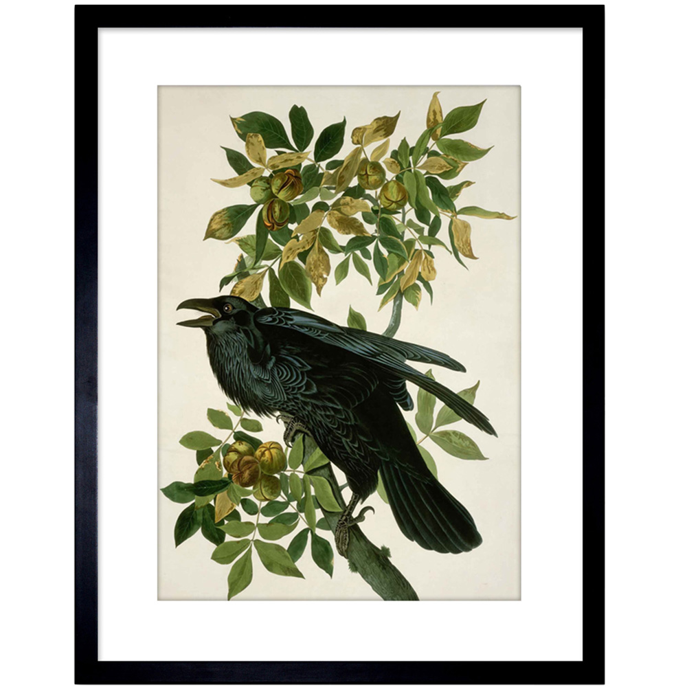 Wee Blue Coo Audubon Raven Painting Framed Wall Art Print 23 x 18cm Image 1