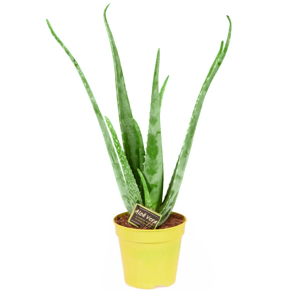 wilko Aloevera Plant Image 2