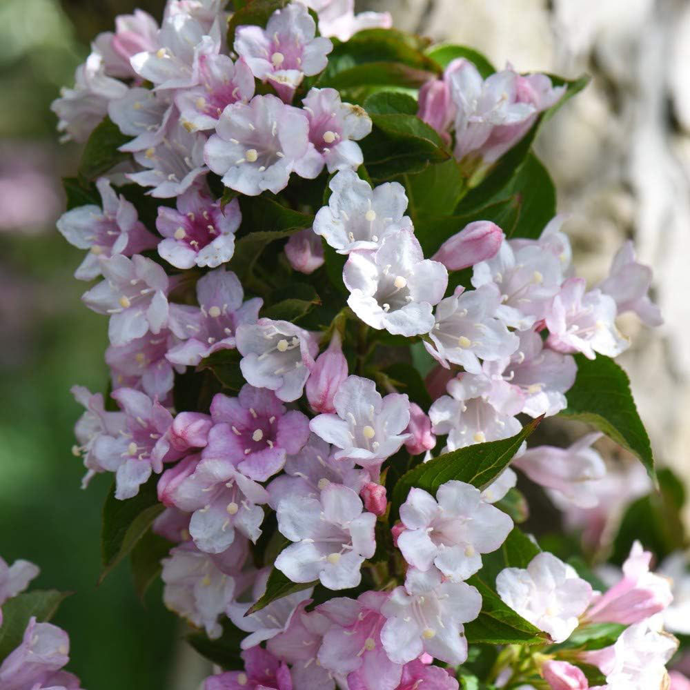 Thompson and Morgan Weigela Towers of Flowers Apple Blossom Plant Pot 9cm 6 Pack Image 5