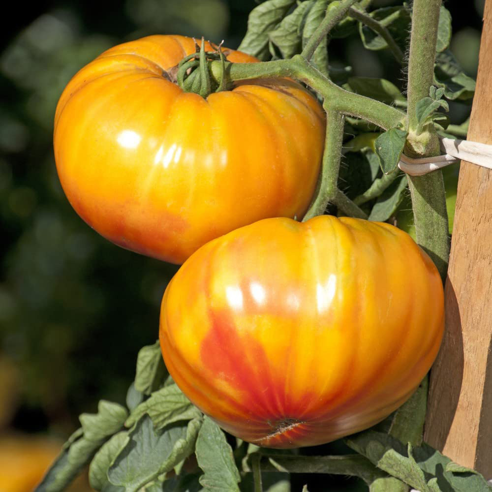 Thompson & Morgan Tomato Grafted Buffalosun Postiplug Plant 3 Pack Image