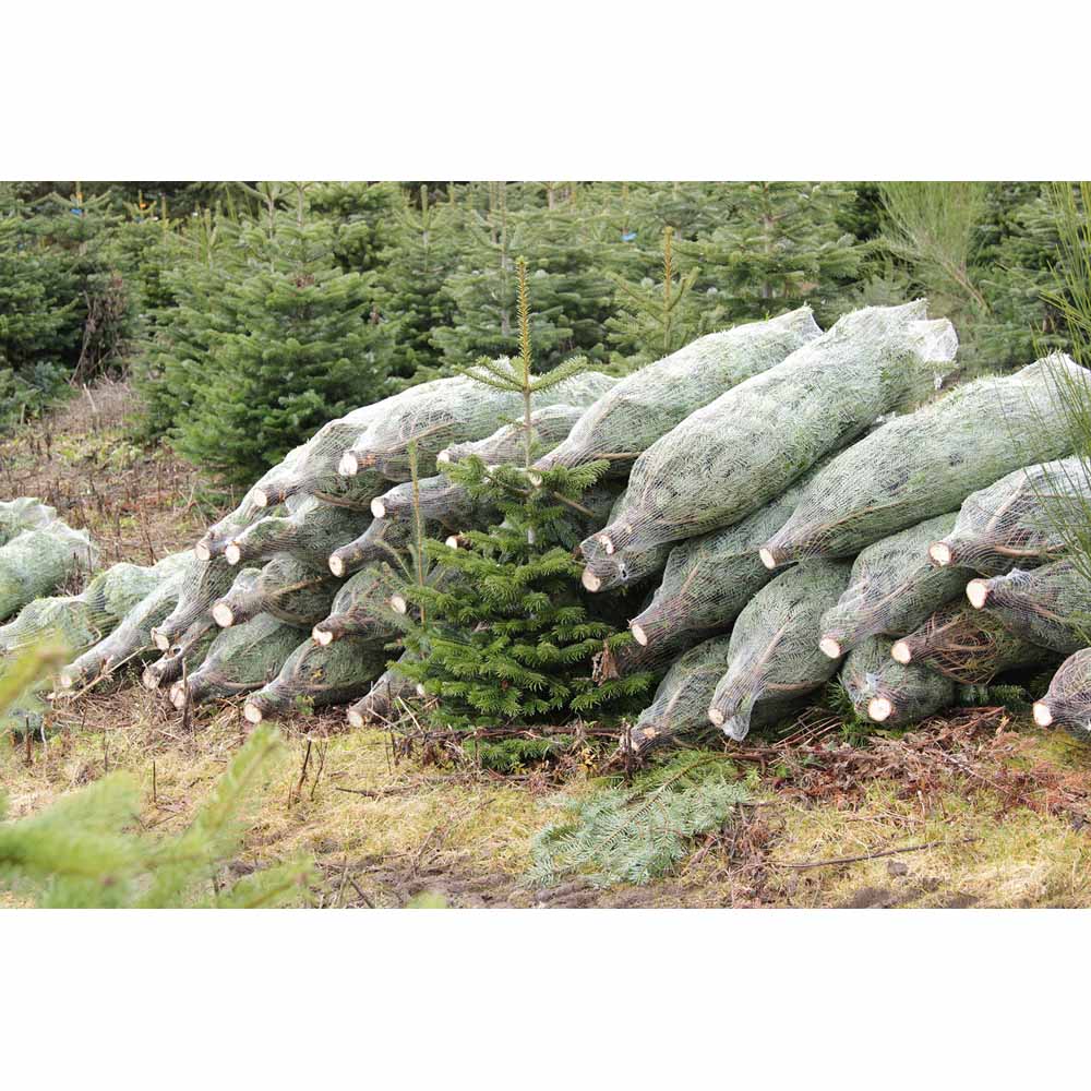 Nordman Fir Real Cut Christmas Tree 7-8ft Image 6