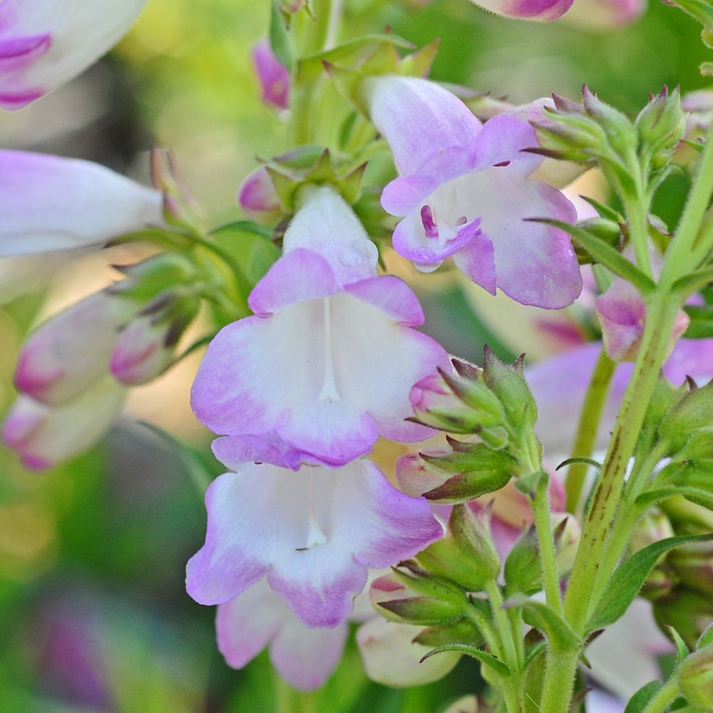 Thompson and Morgan Penstemon Laura Plant Pot 1L Image 2