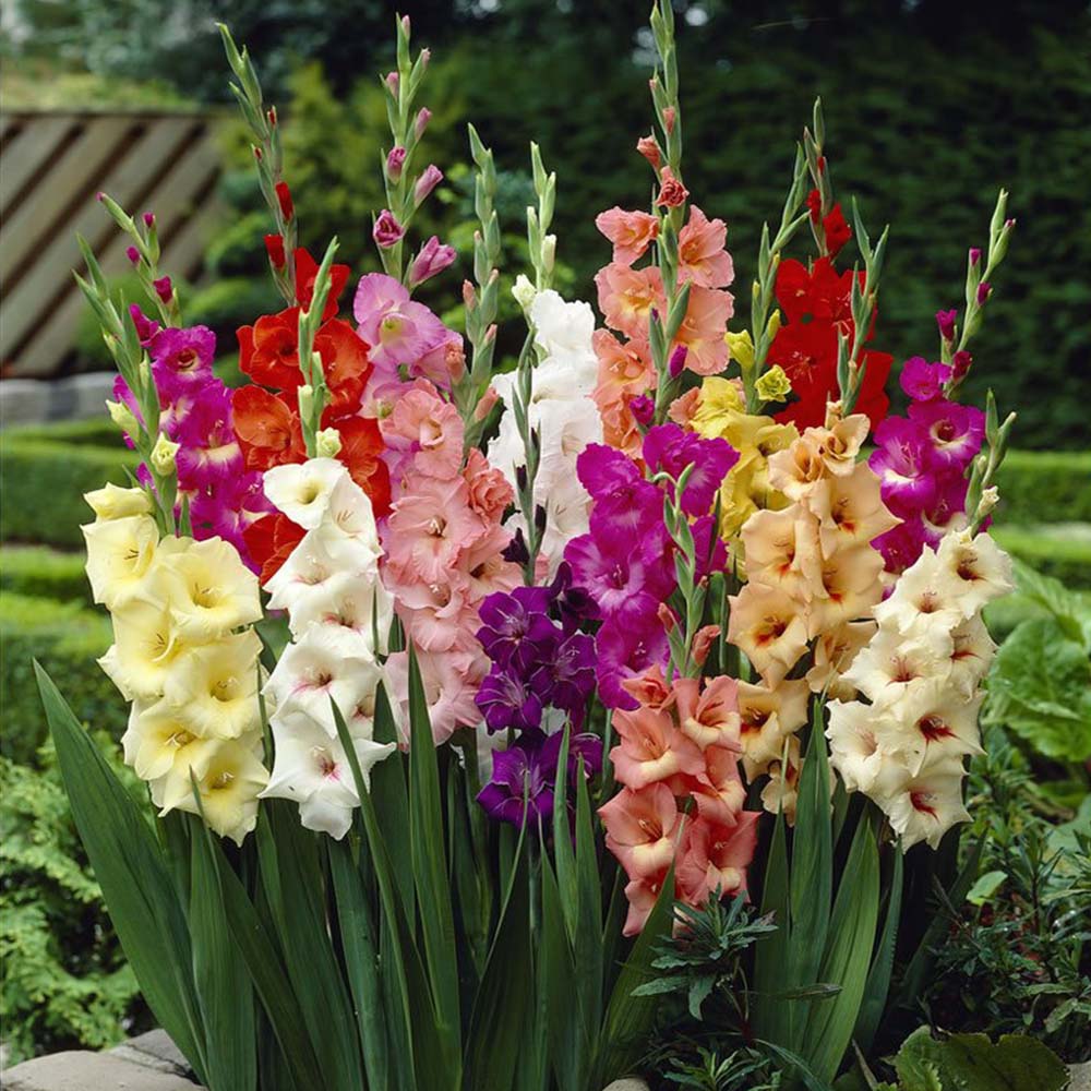 Wilko Gladioli Large Flowering Mix 10-12cm Spring Planting Bulbs 40 Pack Image