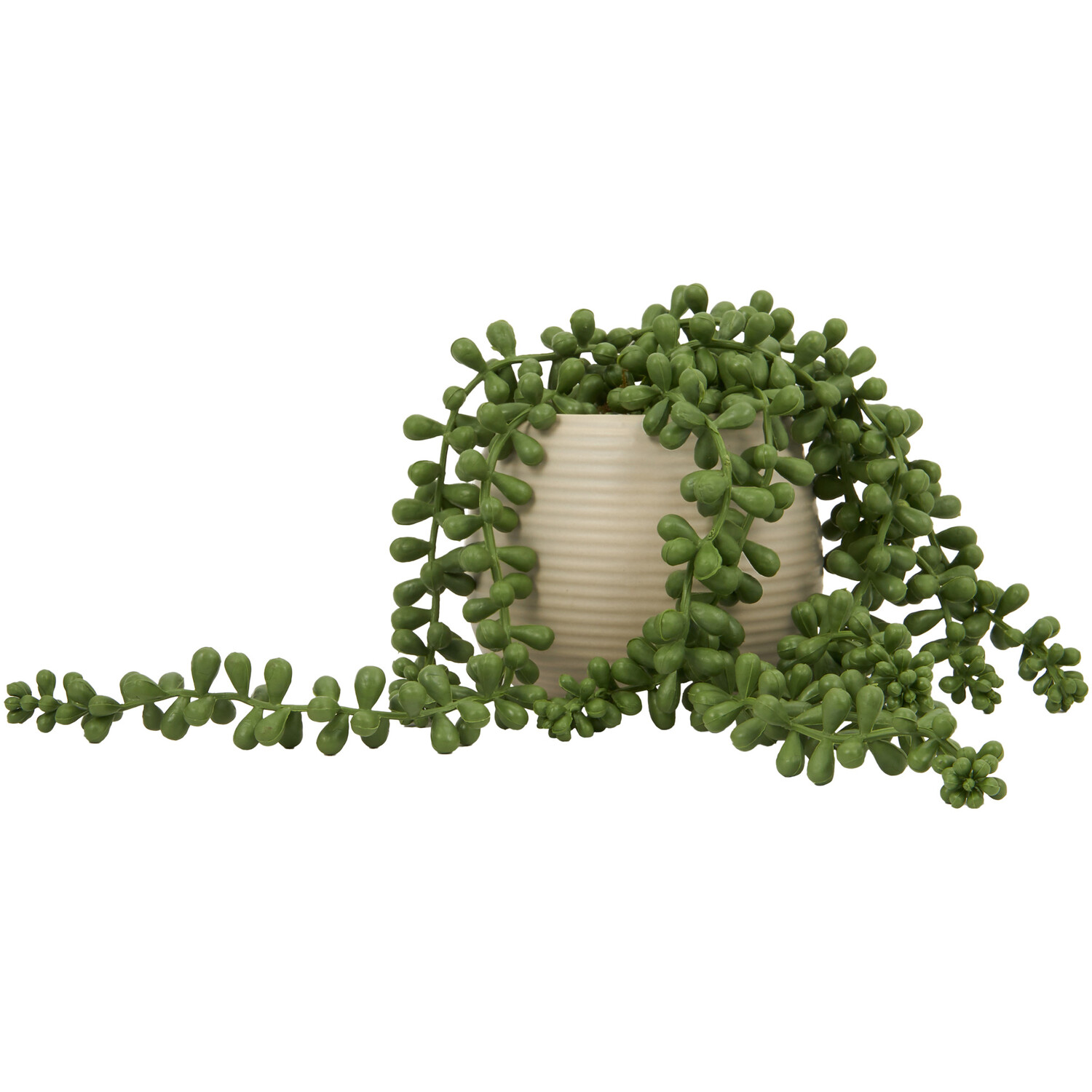 String of Pearls in Ribbed Pot - Green Image 2