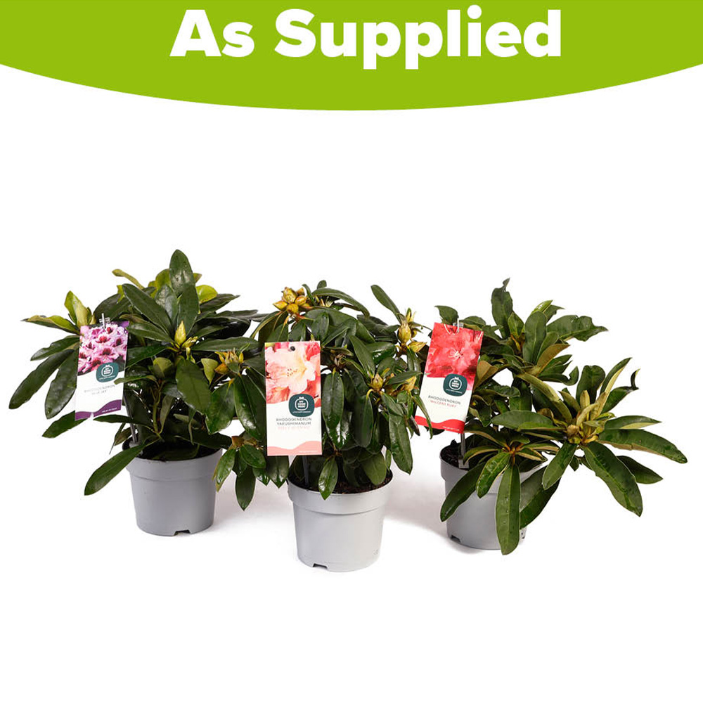 YouGarden Rhododendron Hybrid Collection Plant Pot 15cm Image 5