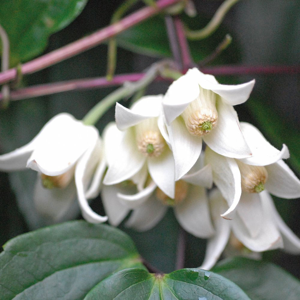 Thompson and Morgan Clematis Urophylla Winter Beauty Plant Pot 7cm Image 2