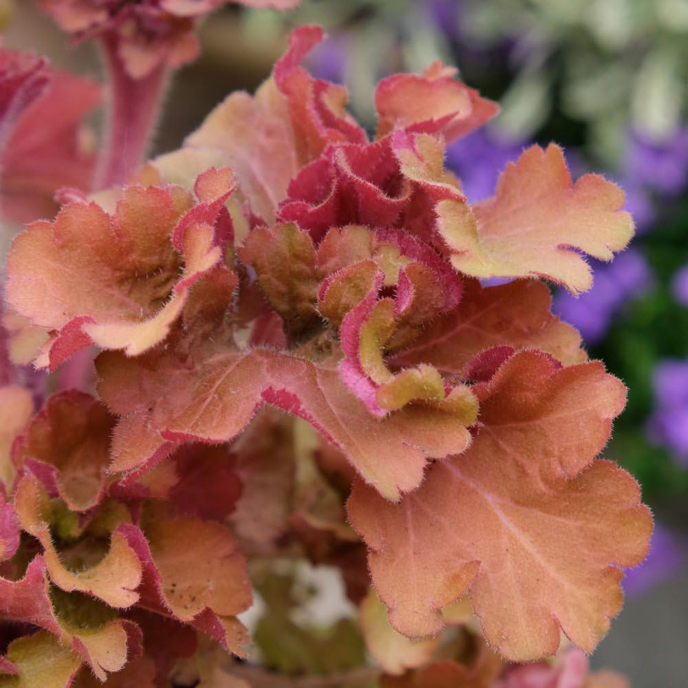 Thompson and Morgan Heuchera Frilly Plant Pot 9cm Image 1