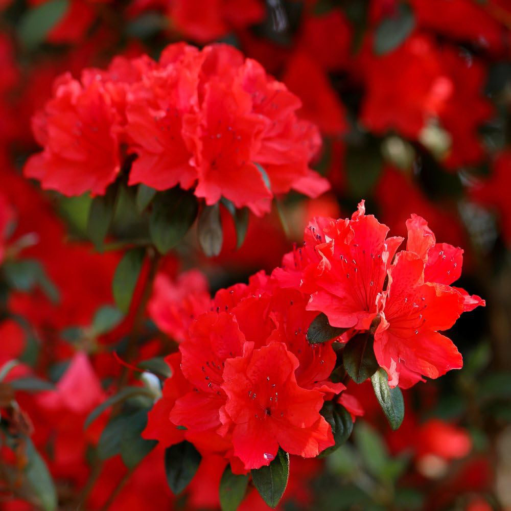 Thompson and Morgan Azalea Japonica Red Plant Pot 17cm Image 1