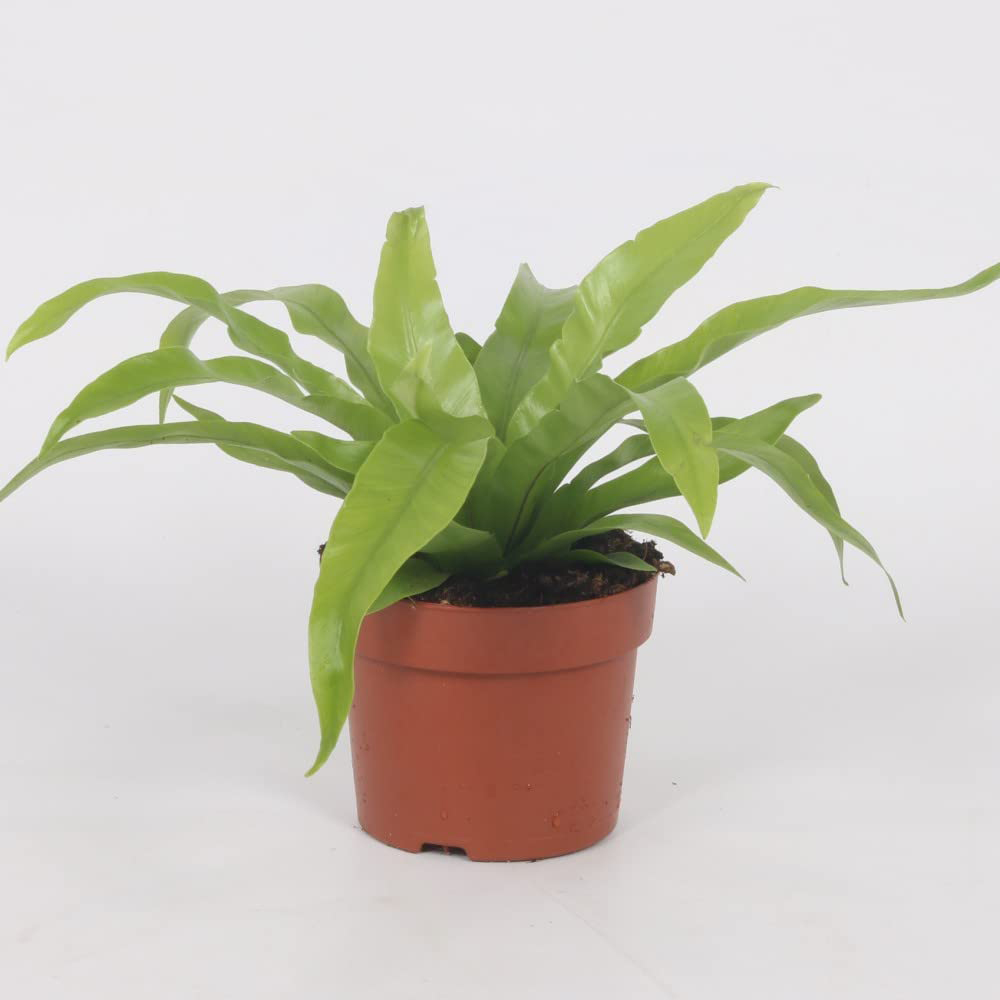 Thompson and Morgan Asplenium Antiquum Potted Plant 12cm Image 2