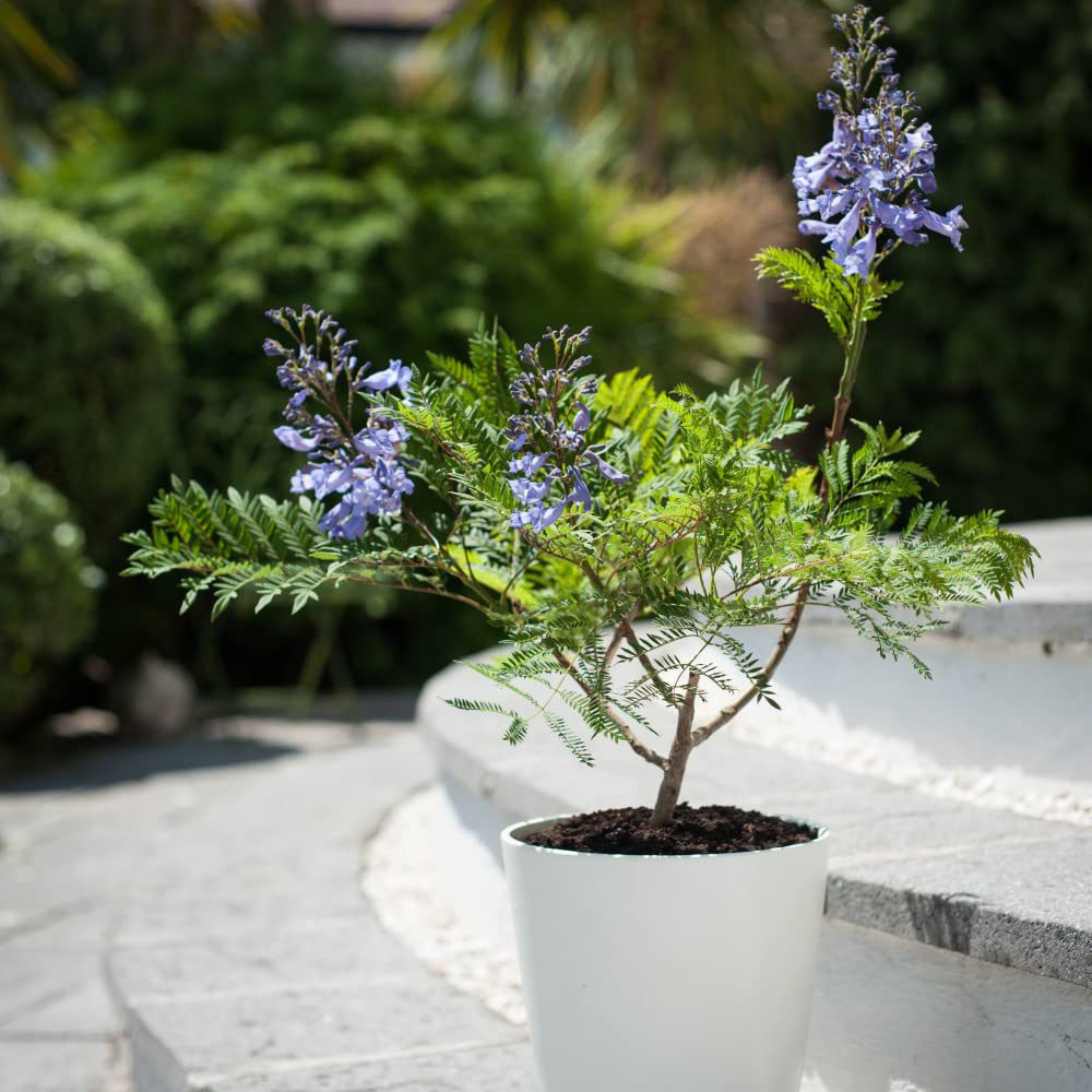Thompson and Morgan Jacaranda Bonsai Blue Plant Pot 15cm Image 4