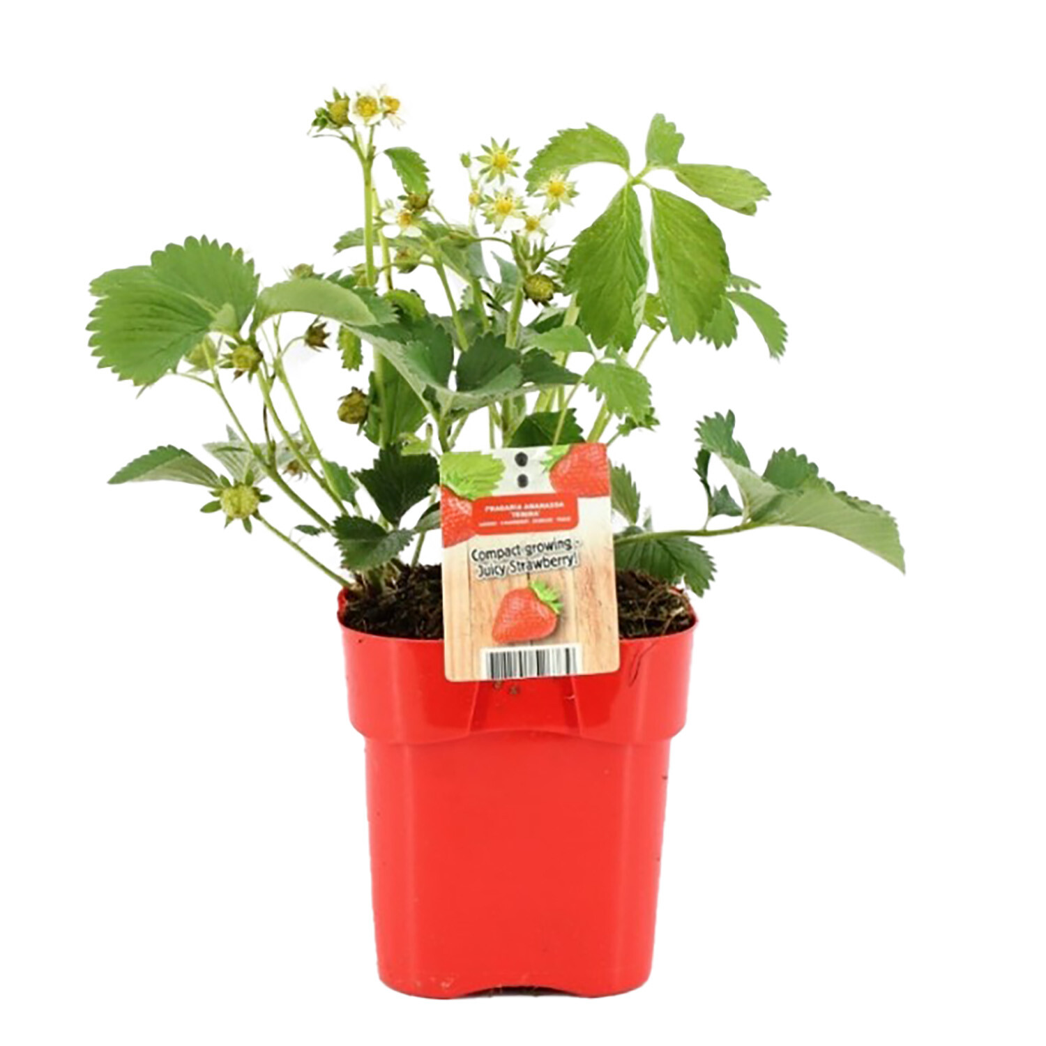 Fragaria Strawberry Plant - 40cm / Early Mix Image