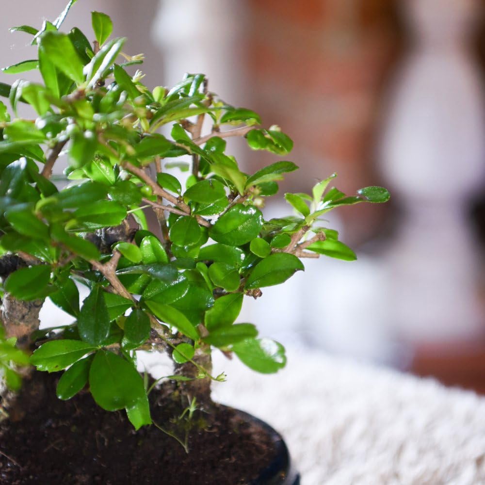 Thompson and Morgan Bonsai Forest Mix in Oval Ceramic Potted Plant 2 Pack Image 3