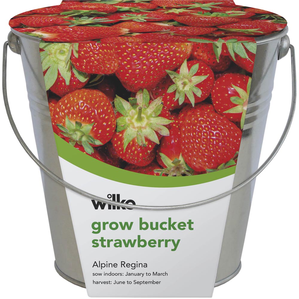 Wilko Alpine Regina Strawberry Grow Bucket Set Image 2