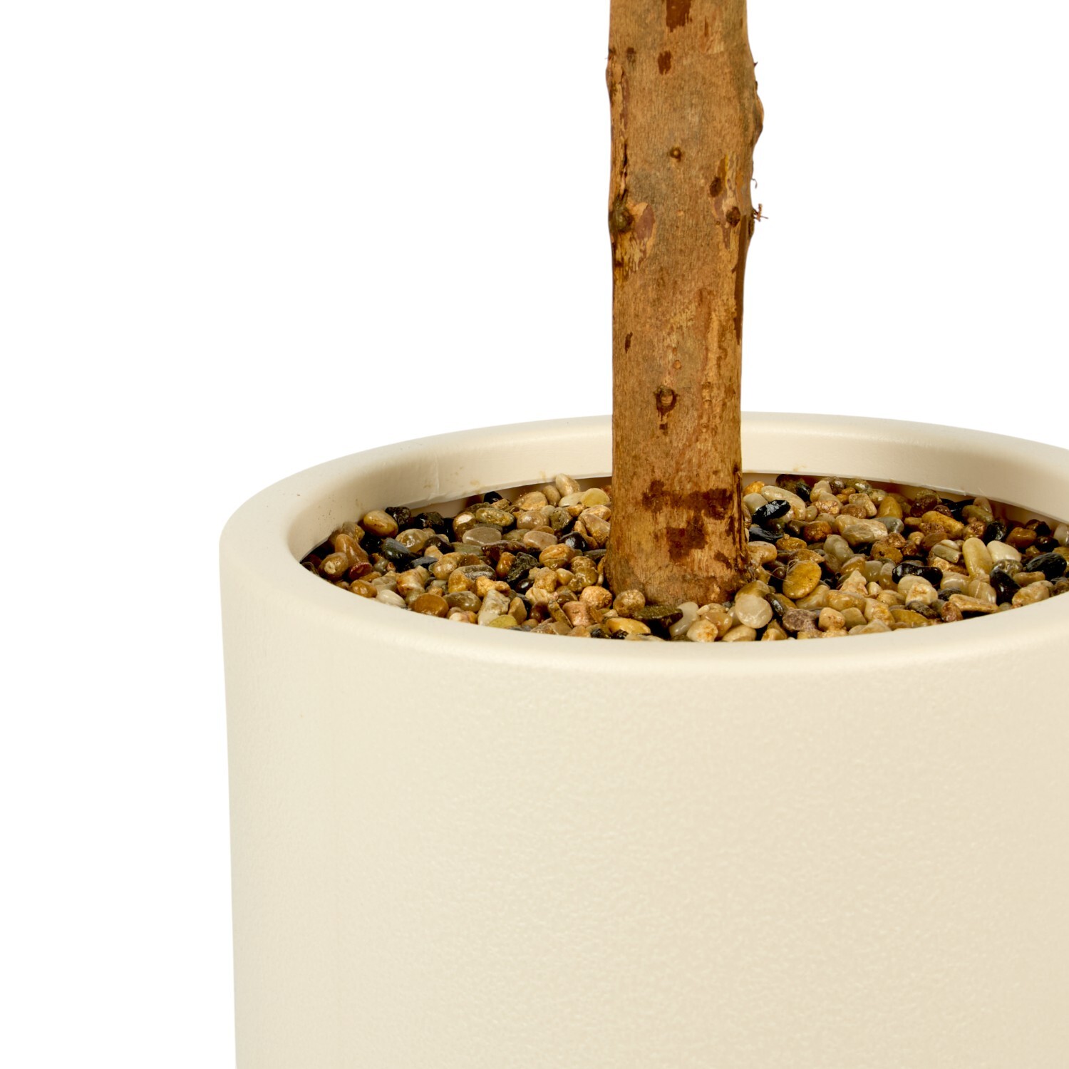 Olive Tree in Pot Image 3