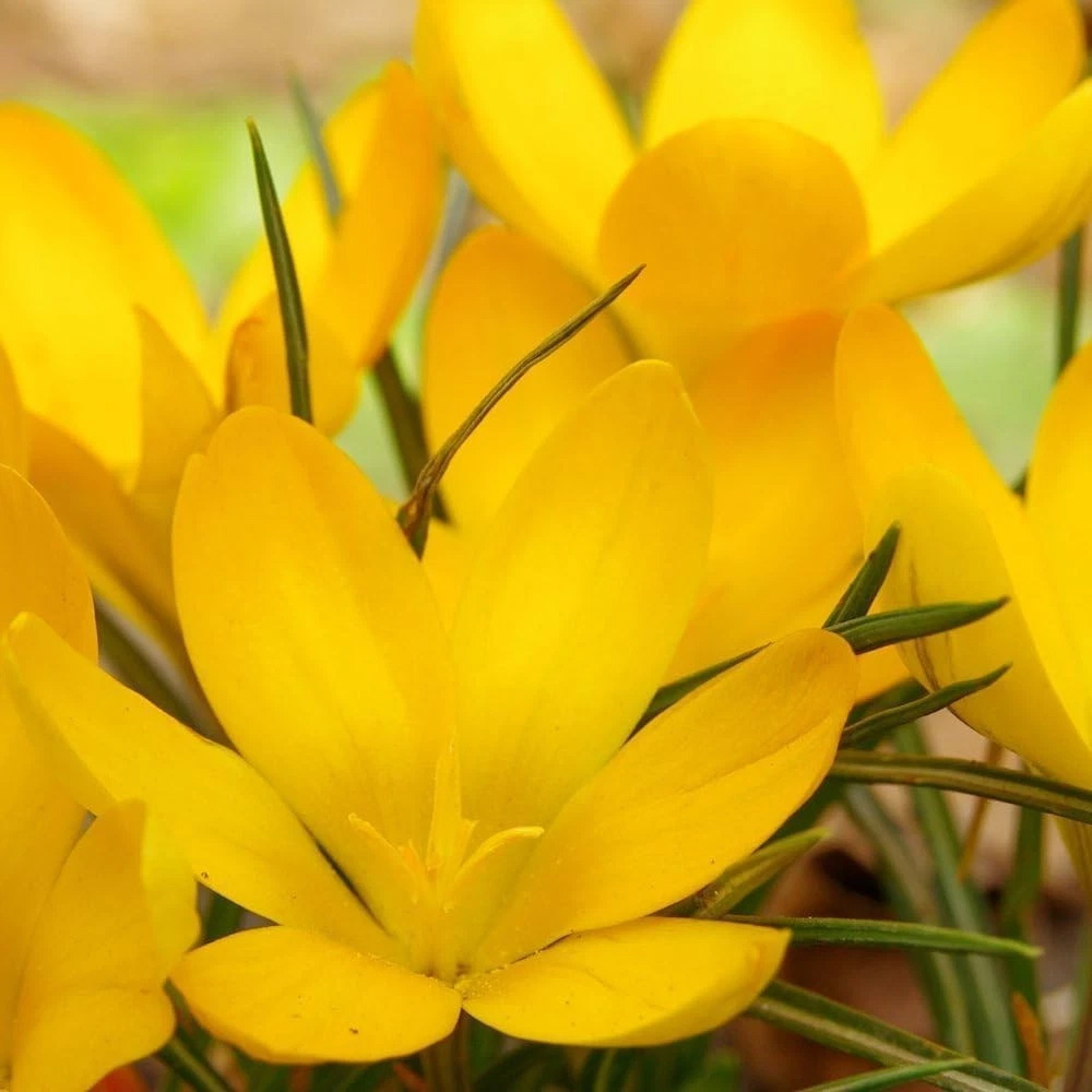Thompson and Morgan Crocus Dutch Yellow Planting Bulb 20 Pack Image 3