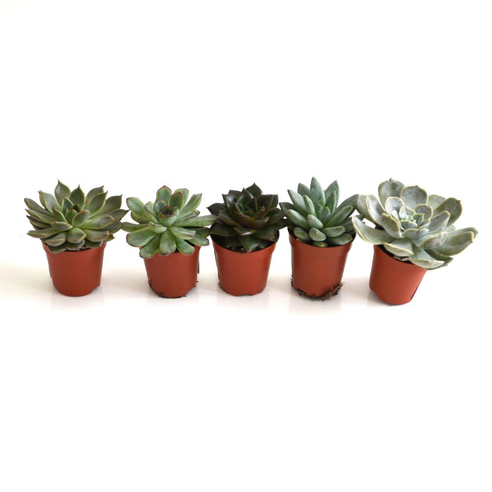 Thompson and Morgan Echeveria Mix Potted Plant 5.5cm Image 2