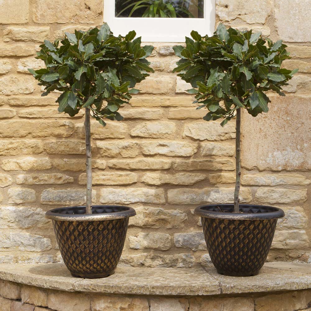 YouGarden Pair of Standard Bay Trees 70-80cm Image 3