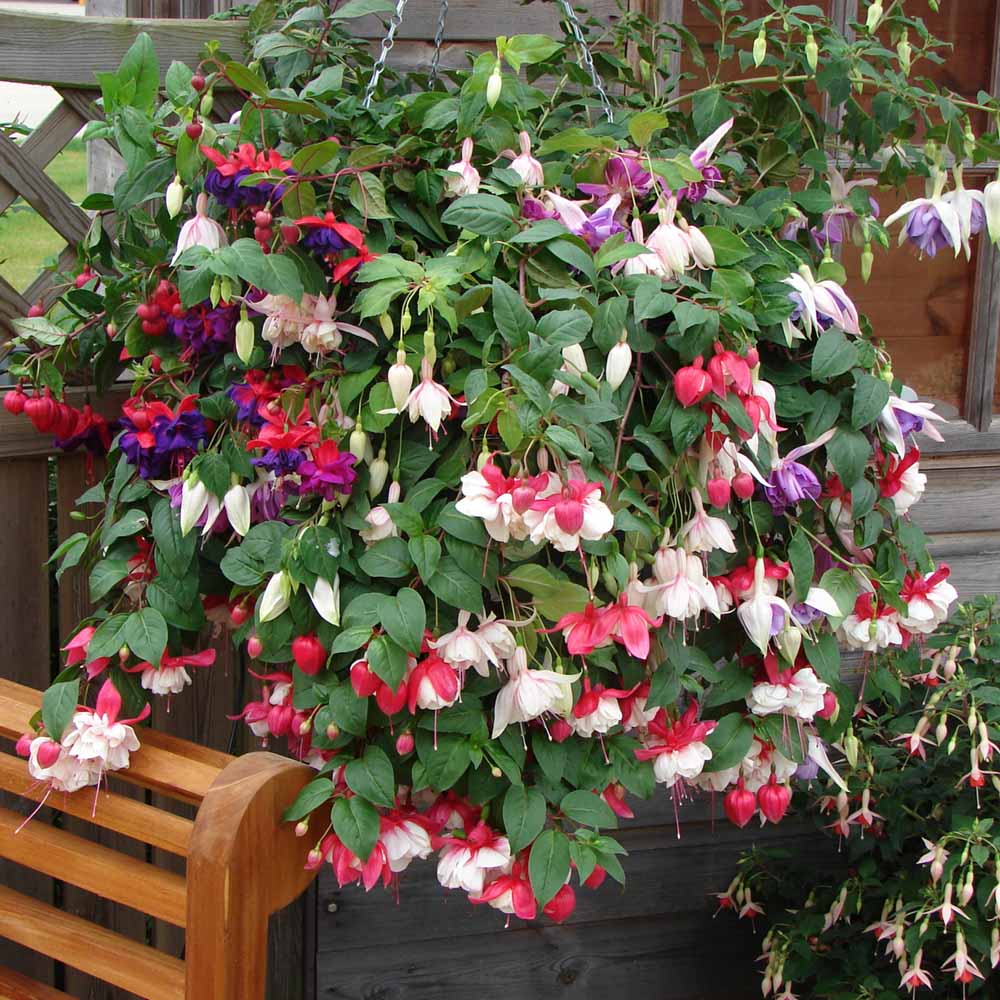YouGarden Trailing Fuchsia Preplanted Hanging Basket 2 Pack Image 1