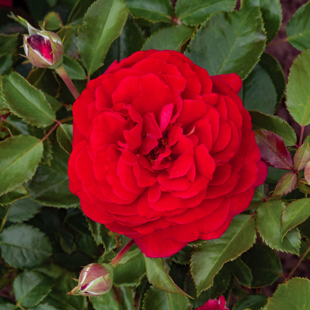 Wilko Old English Shrub Rose Collection 5 Pack Image 3