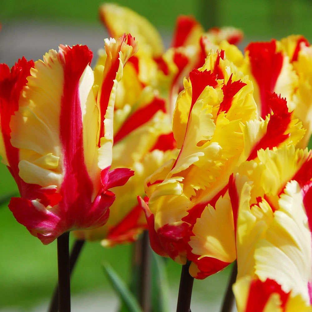 Thompson and Morgan Tulip Flaming Parrot Planting Bulb 8 Pack Image 2