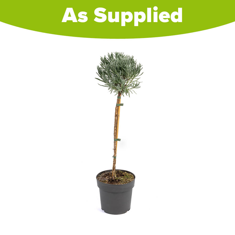 YouGarden Standard Lavender Munstead Plant Pot Image 4