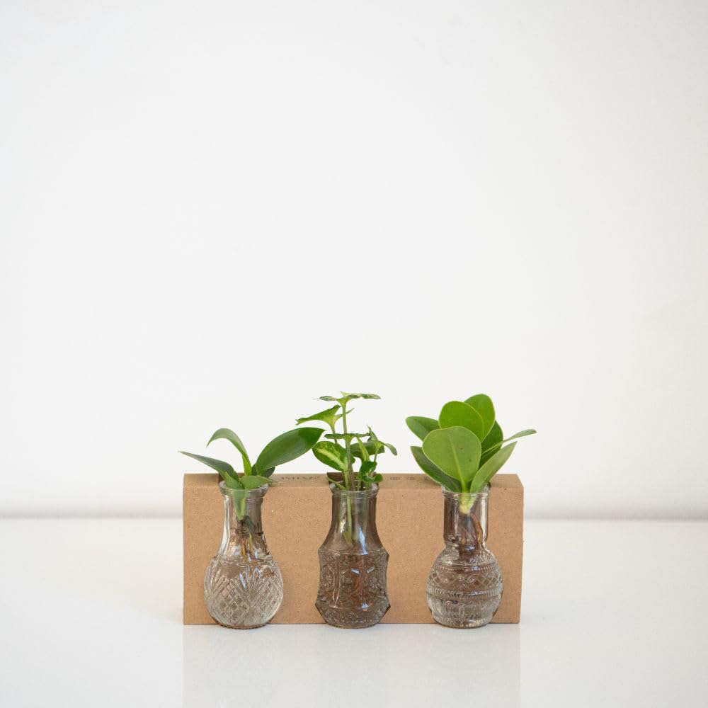Thompson & Morgan Green Hydrophonic Coll Cuttings with Berlin Glass Vases 7cm 6 Pack Image 3