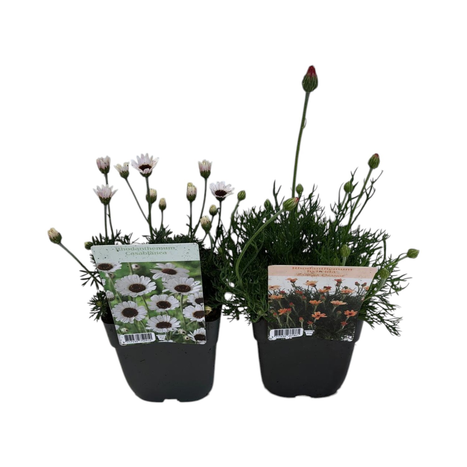 Rhodanthemum Perennial Plant White Image