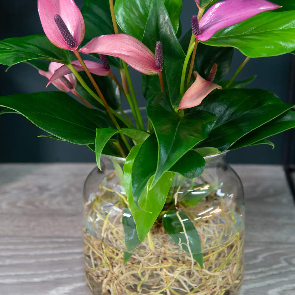 Thompson & Morgan Anthurium Aqua Mauve Zizou in Sierglass Potted Plant Image 3