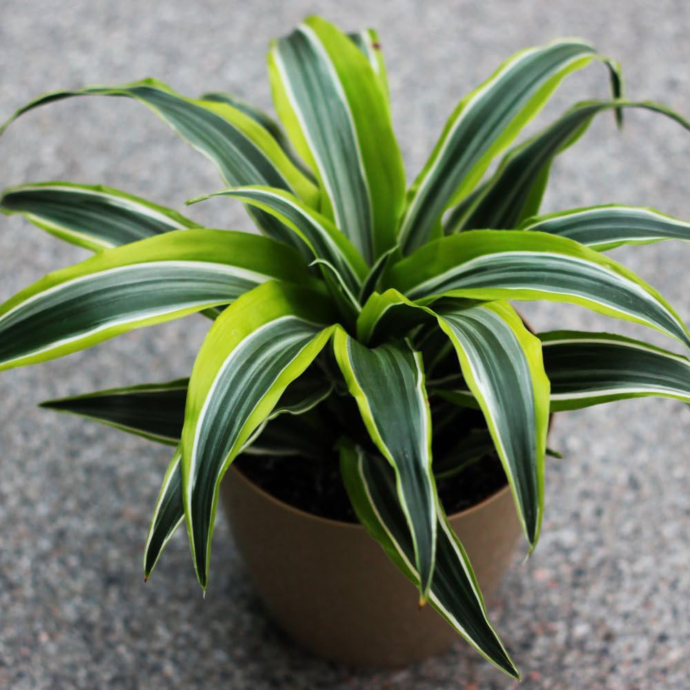 Thompson and Morgan Dracaena Dragon Tree Fragrans Lemon Lime Potted Plant 12cm Image 2