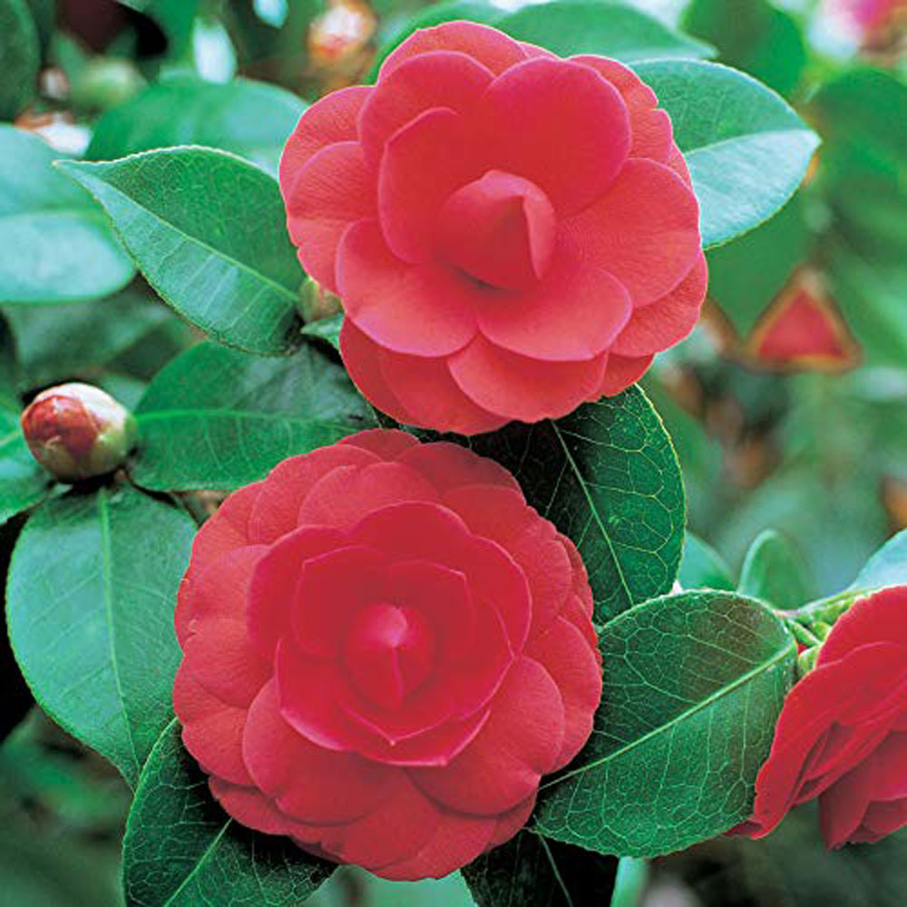 Thompson and Morgan Camellia Tricolour Outdoor Hardy Evergreen Shrub Plant Pot 15cm 2 Pack Image 5
