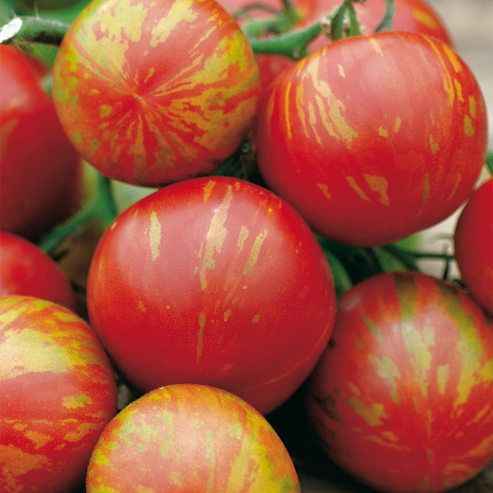 Wilko Tomato Tigerella Seeds Image 1