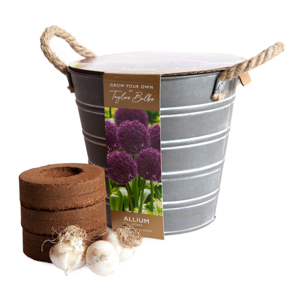 Taylors Outdoor Through Metal Planter Allium Multi Image 3