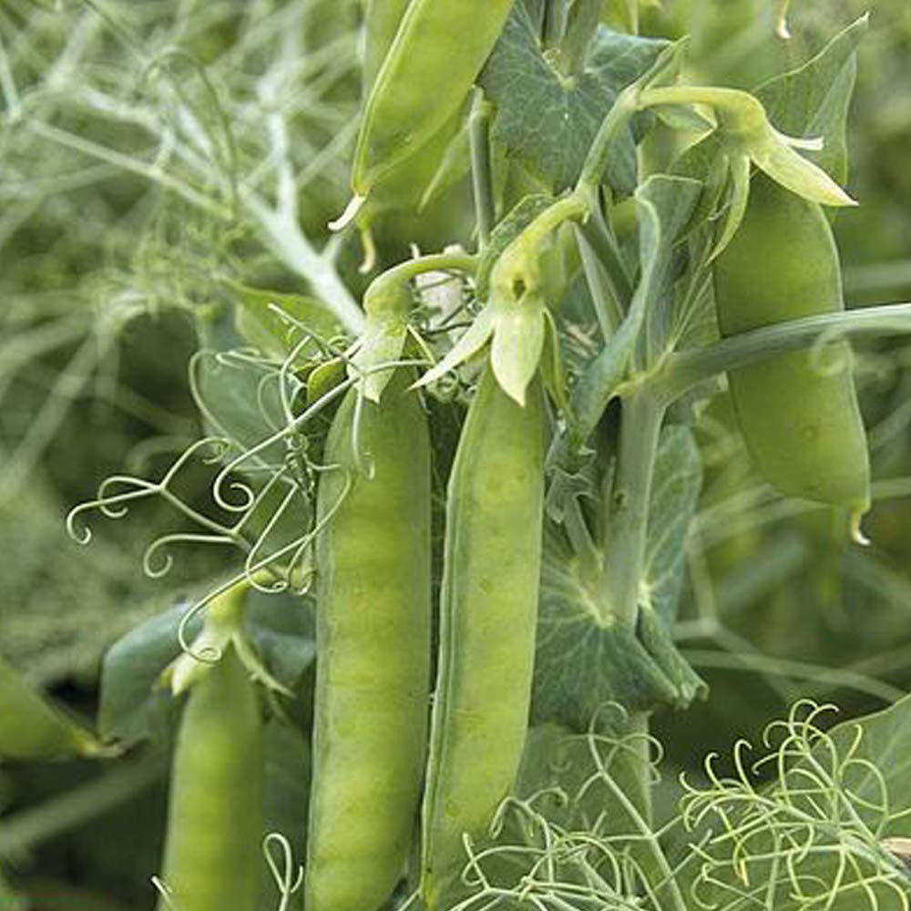 Thompson & Morgan Pea Petit Pois Pacco Seed Packet Image 1
