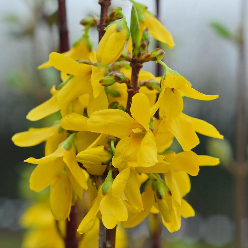 Thompson and Morgan Forsythia and Intermedia Weekend Plant Pot 3L Image 1