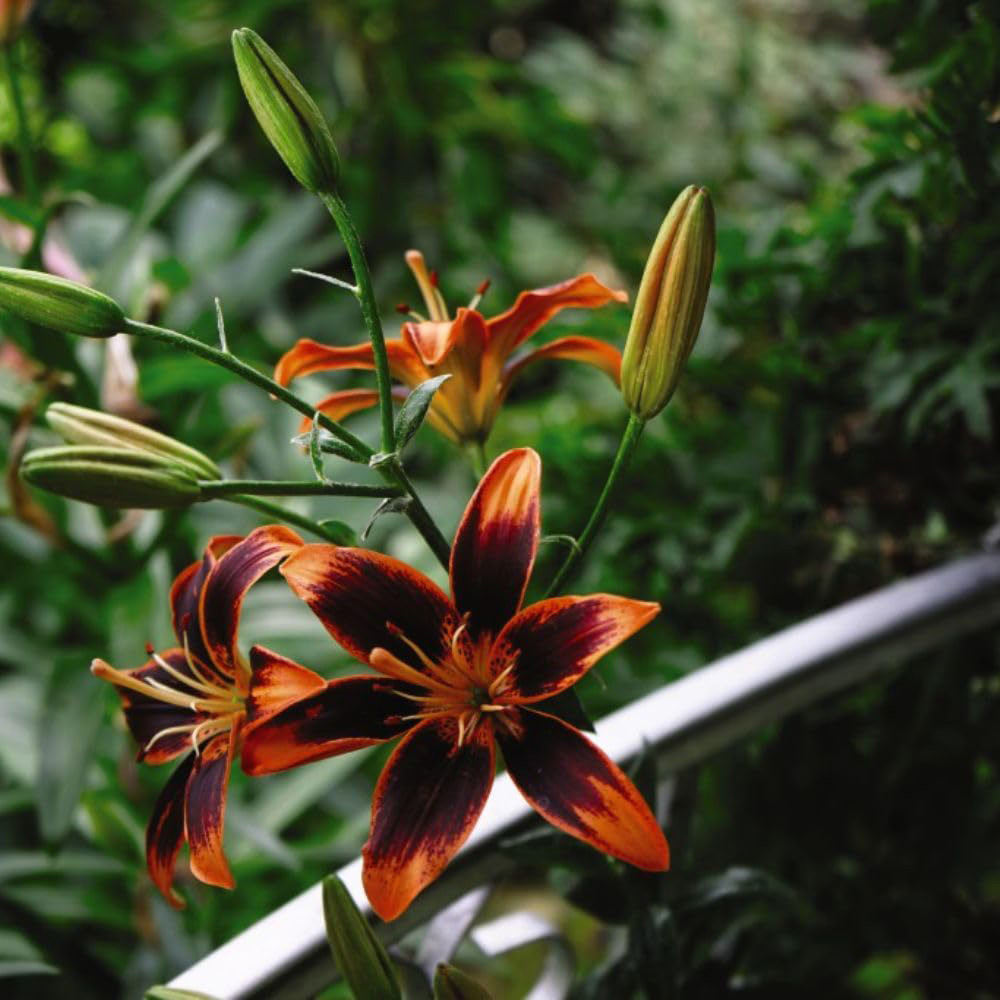 Thompson and Morgan Lily Forever Susan Planting Bulb 5 Pack Image 4