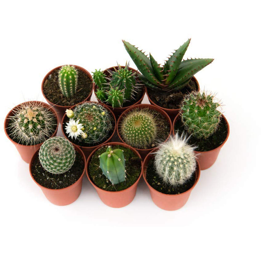 Thompson and Morgan Cactus Mixed Plant Pot 5.5cm 10 Pack Image 3