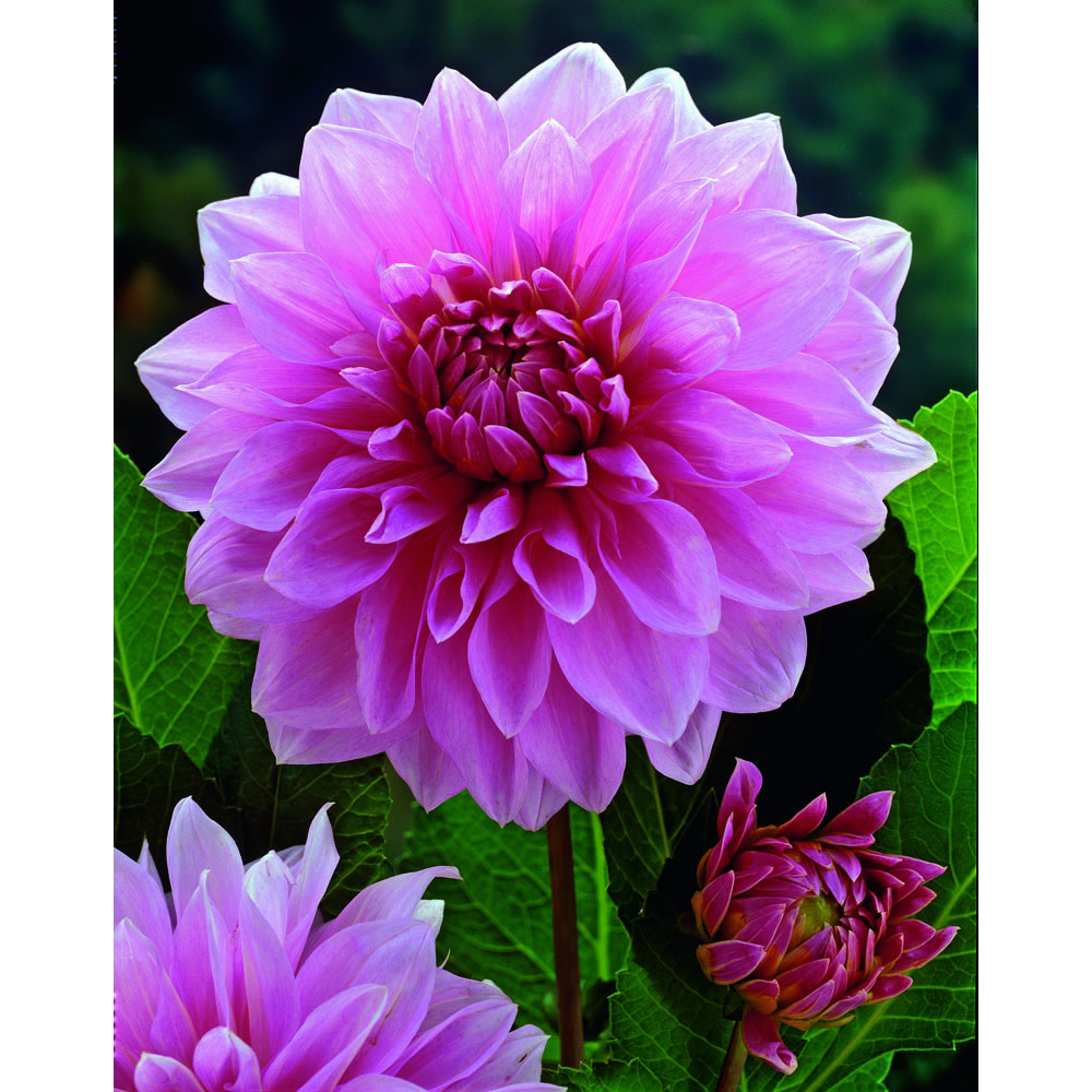 Wilko Spring Bulbs Dahlia Laven Perfect 1pk Wilko