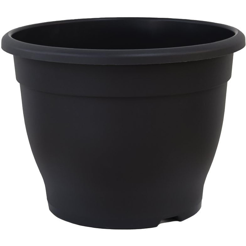 Thompson and Morgan Umbrella Bamboo Fargesia Rufa Plant Pot with Dark Grey Planter 19cm Image 3