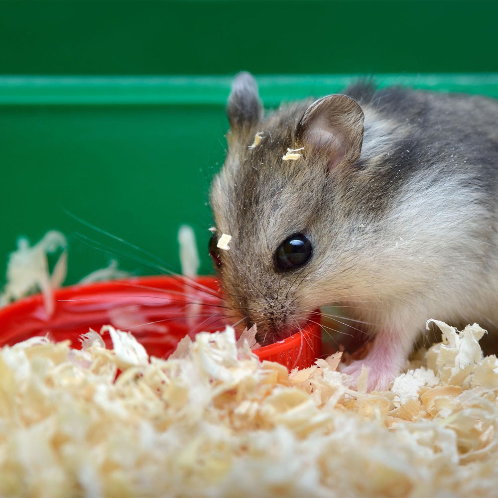 Warma Shavings Bale 20kg Image 4