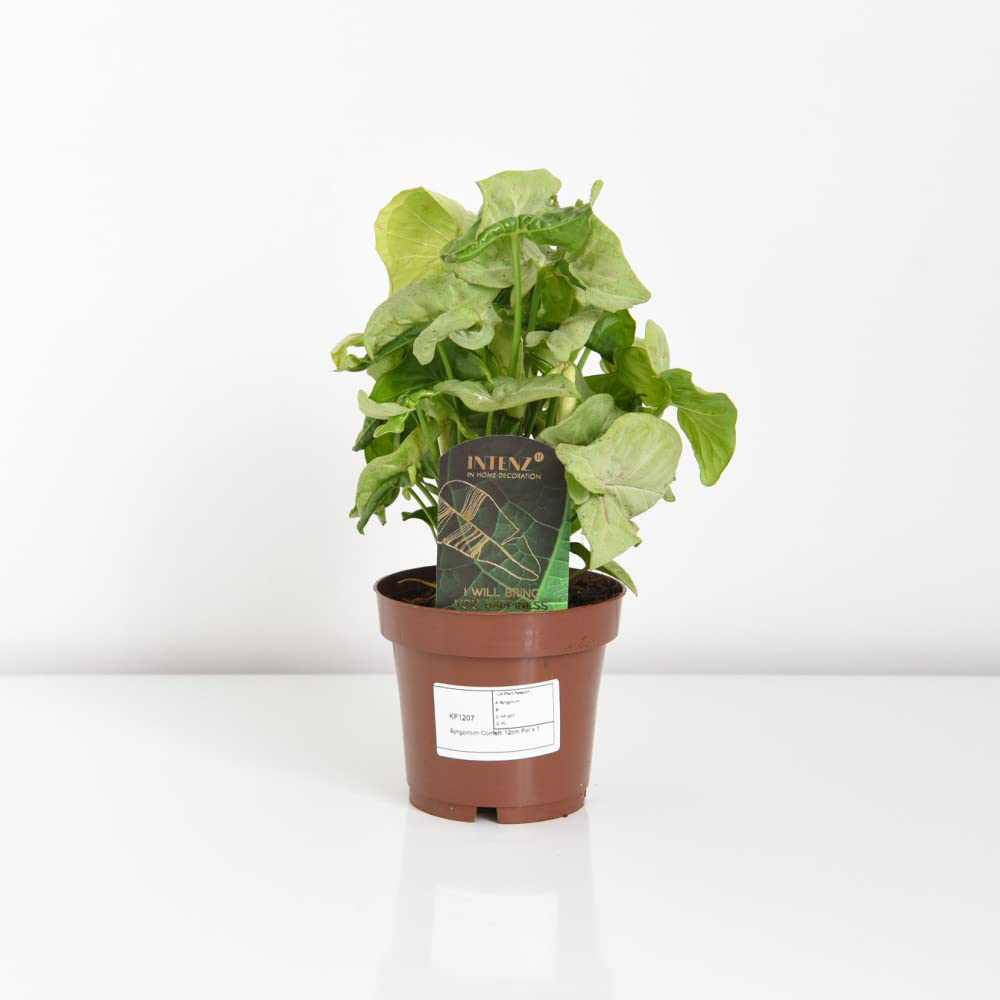Thompson and Morgan Syngonium Confetti Plant in Pot 12cm Image 4
