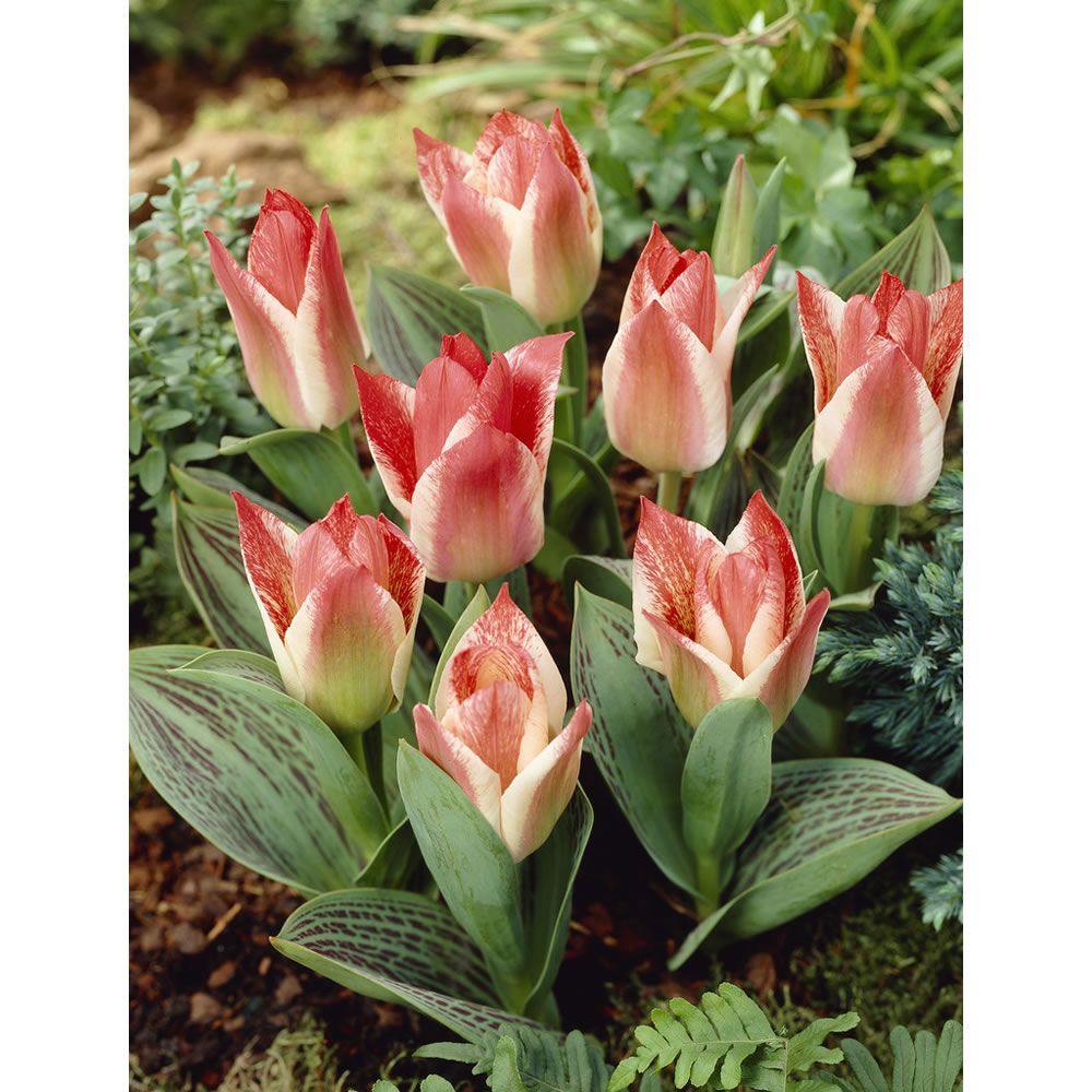 Wilko Autumn Bulbs Tulip Dwarf Czaar Peter 10pk Wilko