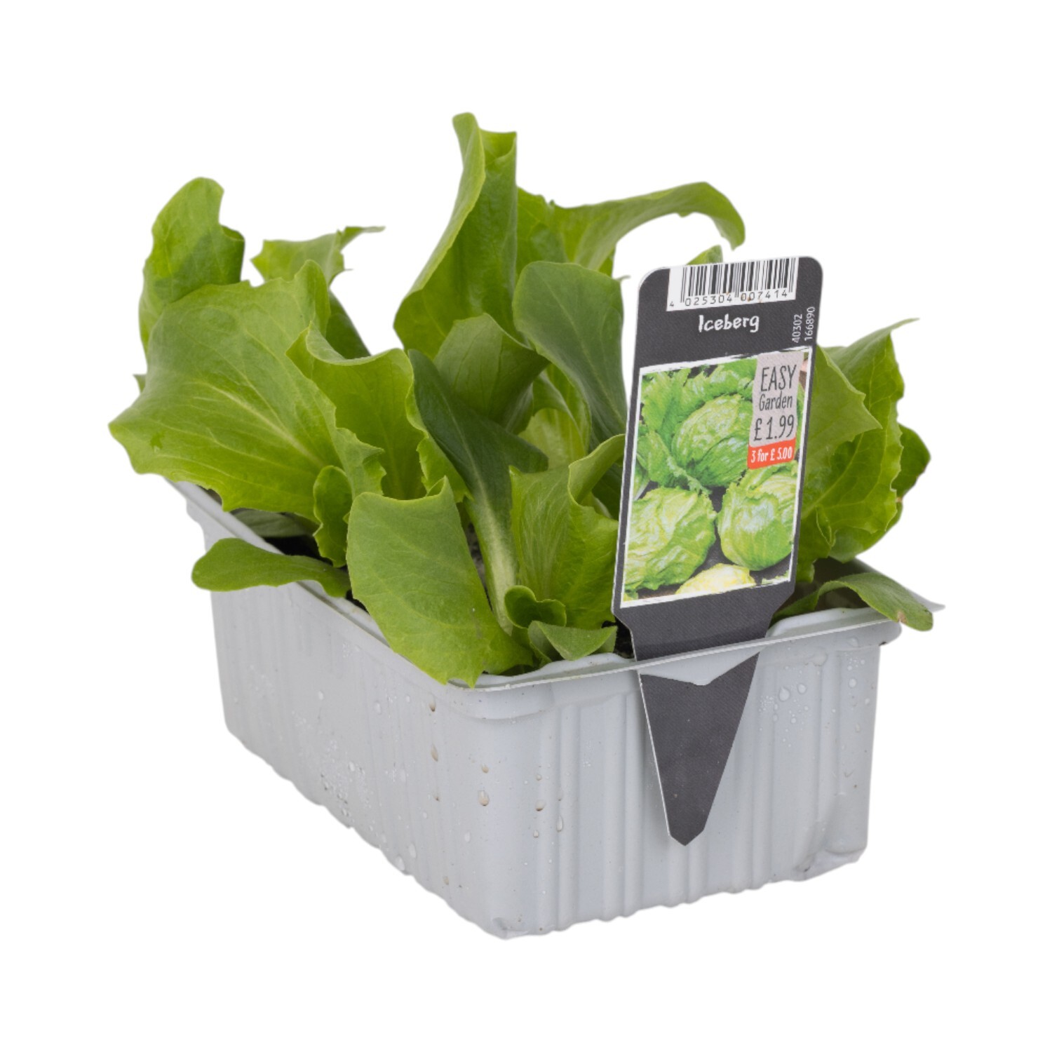 Pack of 6 Iceberg Lettuce Plants Image
